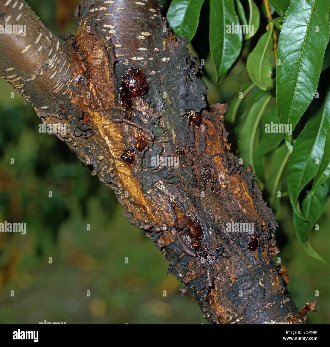 Cytospora canker (Cytospora leucostoma) malattia del canker essudazione da un tronco di pesca, USA, settembre Foto Stock