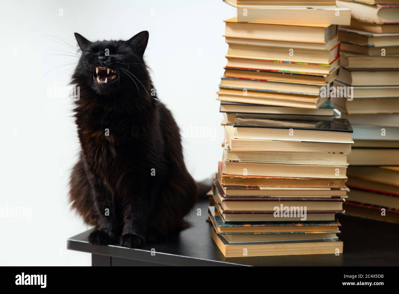 Gatto nero seduto sul tavolo accanto a una pila di libri d'epoca Foto Stock