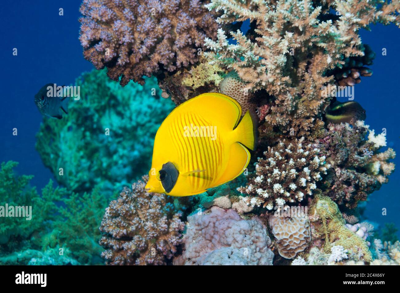 Pesce farfalla d'oro (Chaetodon semilarvatus). Trovato nel Mar Rosso e Golfo di Aden. Questa specie è una delle poche specie di pesci ad avere m a lungo termine Foto Stock