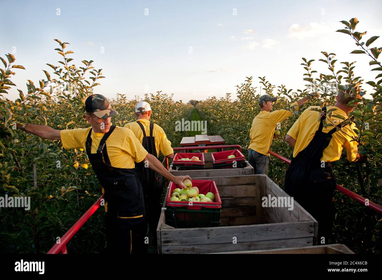 La Polonia è il terzo produttore mondiale di mele. Qui: Raccolta di mele in un frutteto famiglia azienda. Foto CTK/Grzegorz Klatka Foto Stock