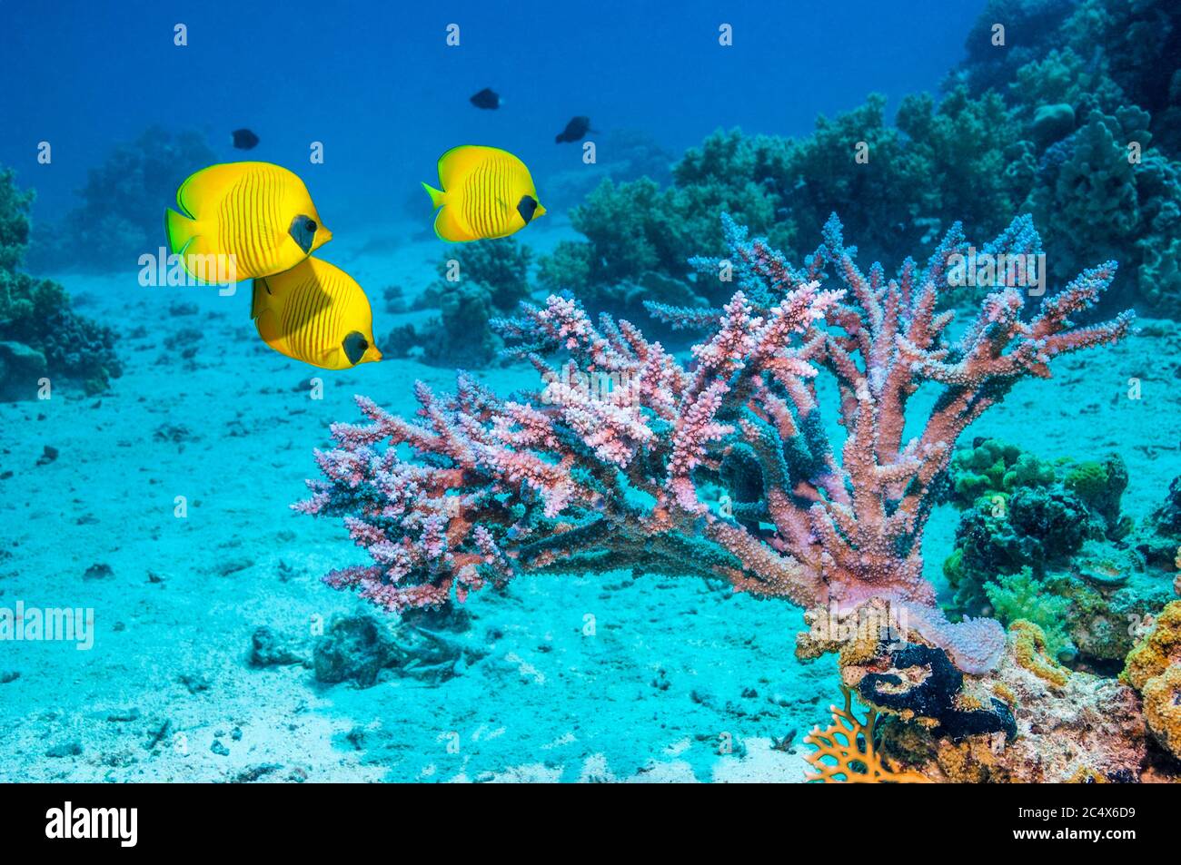 Pesce farfalla d'oro [Chaetodon semilarvatus] sopra corallo da tavolo di Acropura sulla barriera corallina. Egitto, Mar Rosso. Foto Stock