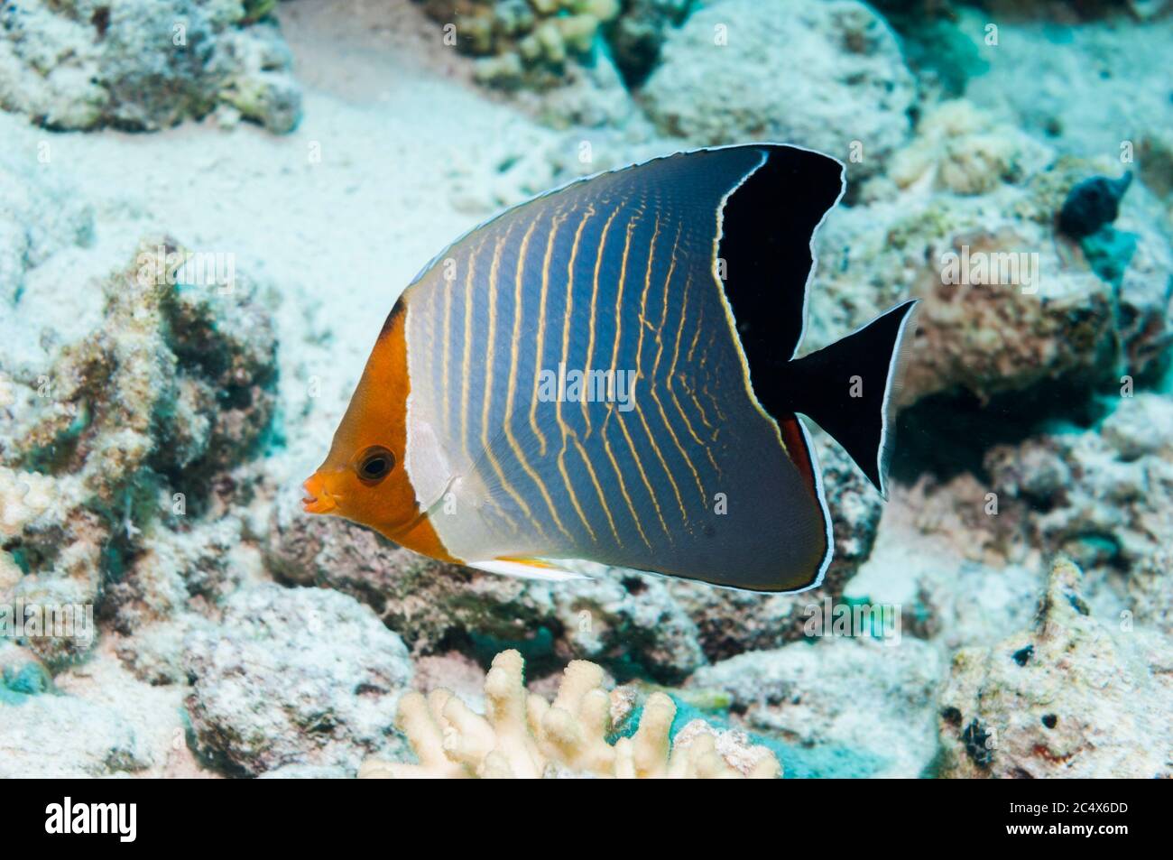 Faccia arancione butterflyfish, Mar Rosso Arancio butterflyfish faccia o incappucciati butterflyfish [Chaetodon larvatus]. Egitto, Mar Rosso. Foto Stock