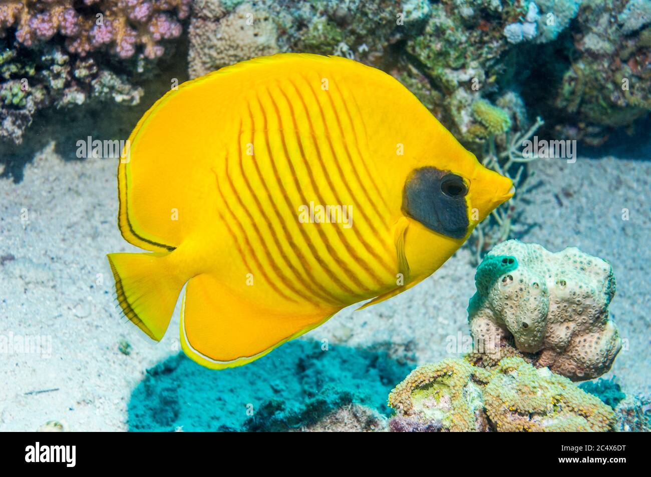 Golden butterflyfish [Chaetodon semilarvatus]. Egitto, Mar Rosso. Mar Rosso endemica. Foto Stock