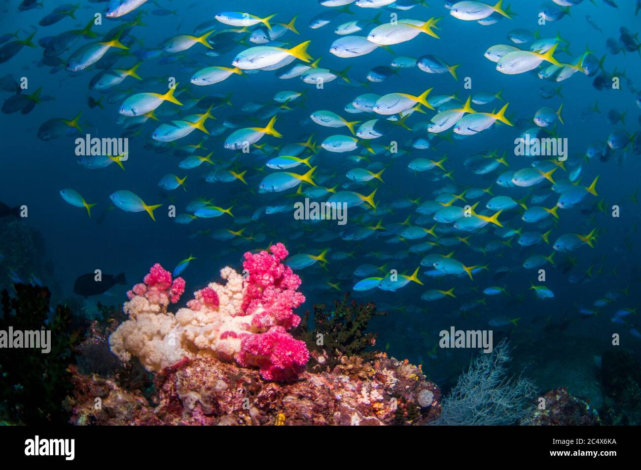 Scuola di profondi e corposi fusiliers [Caesio cuning]. Papua occidentale, in Indonesia. Foto Stock