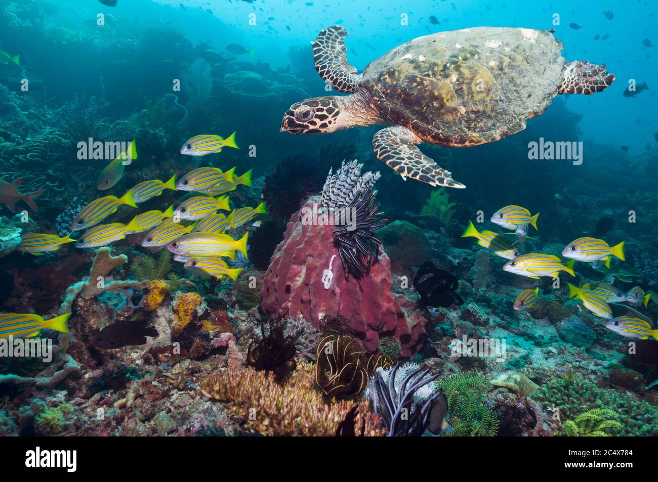 Tartaruga Hawksbill (Eretmochelys imbricata) che nuotano sulla barriera corallina con la scuola di dentici Blueline (Lutjanus kasmira). Rinca, Parco Nazionale di Komodo, Ind Foto Stock