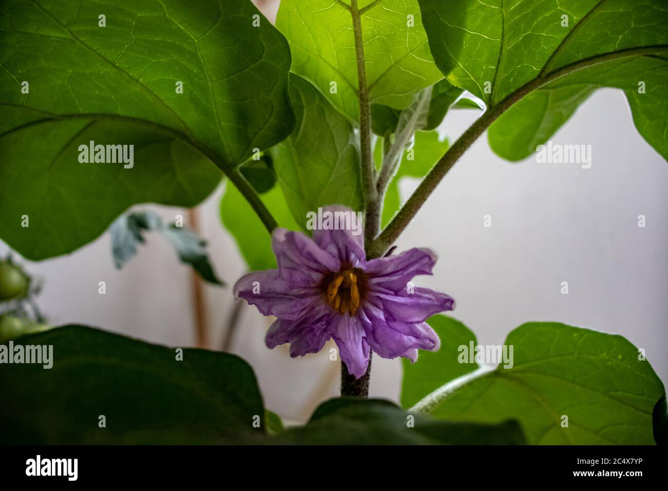 Nel giardino sul balcone fiorisce la pianta di melanzane, un piccolo fiore viola. Foto Stock