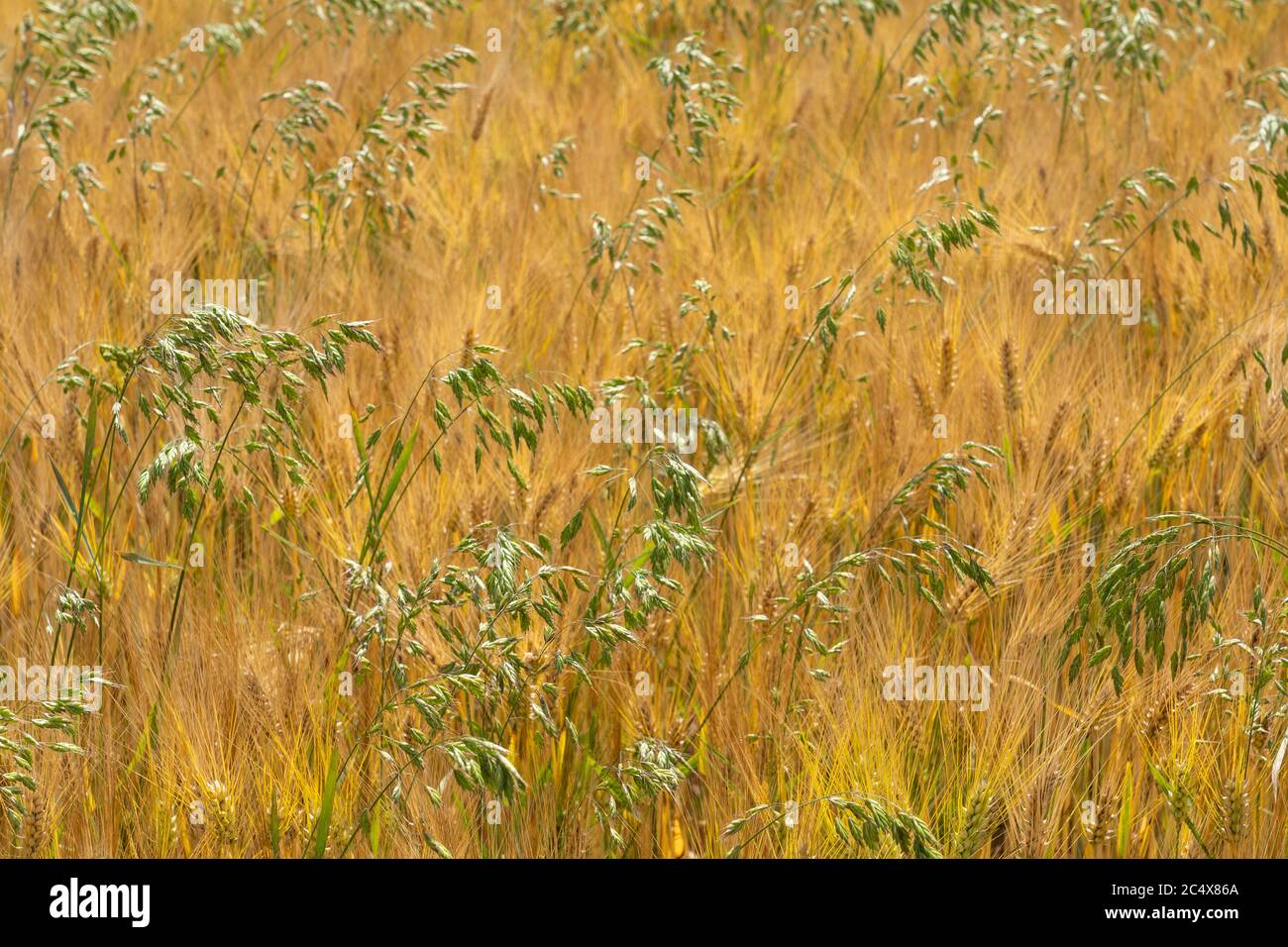 Il fiocero maturo, un mix di orzo e avena in una calda giornata estiva in Franconia, Baviera, Germania Foto Stock