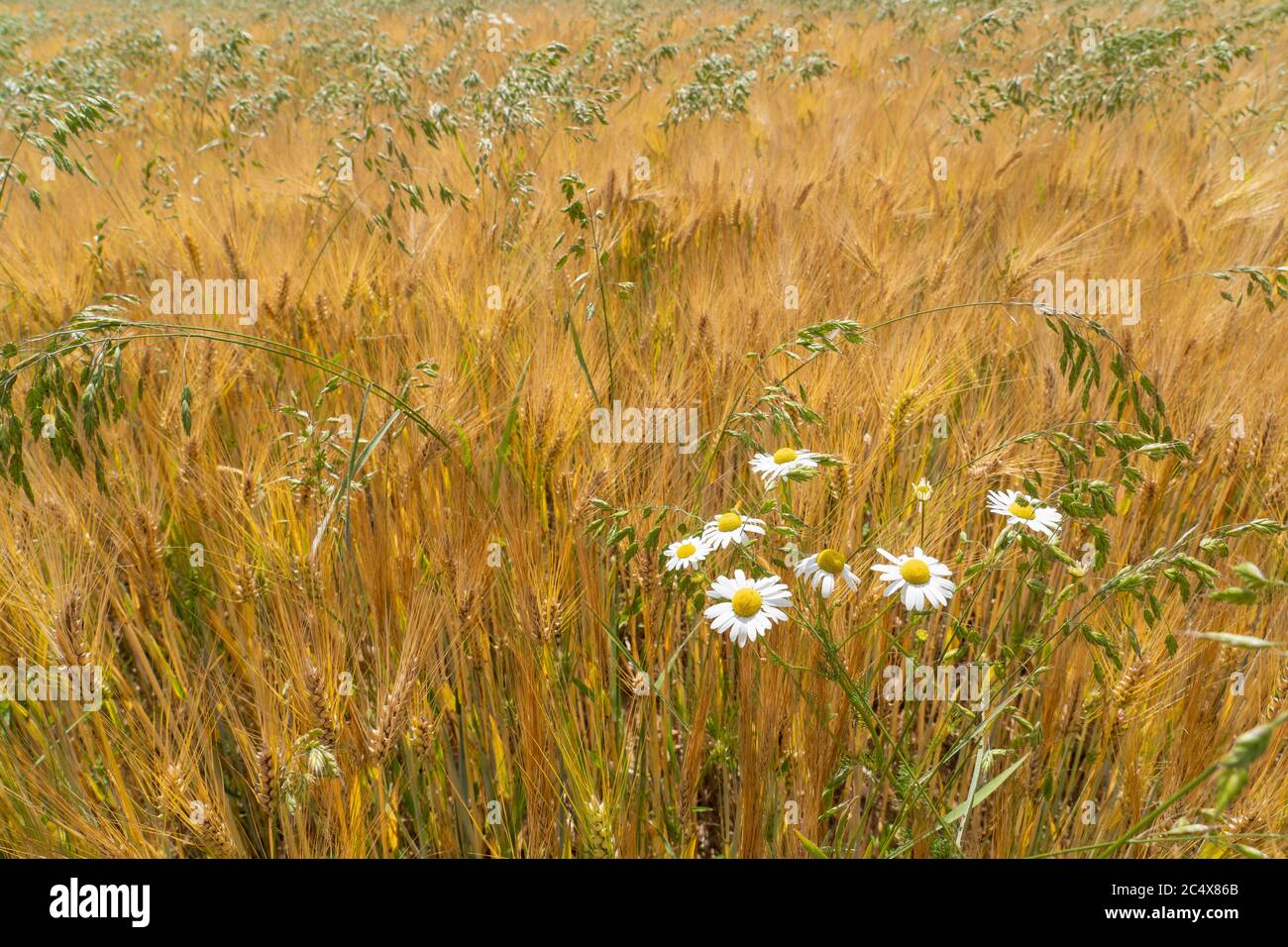 Il fiocero maturo, un mix di orzo e avena in una calda giornata estiva in Franconia, Baviera, Germania Foto Stock