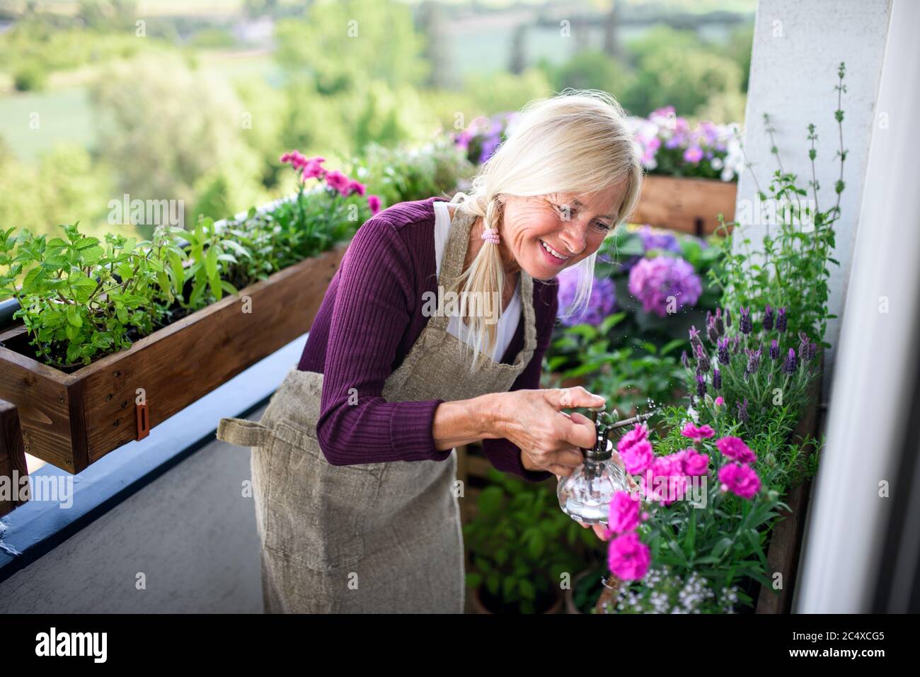 Donna anziana che fa giardinaggio sul balcone in estate, spruzzando piante. Foto Stock