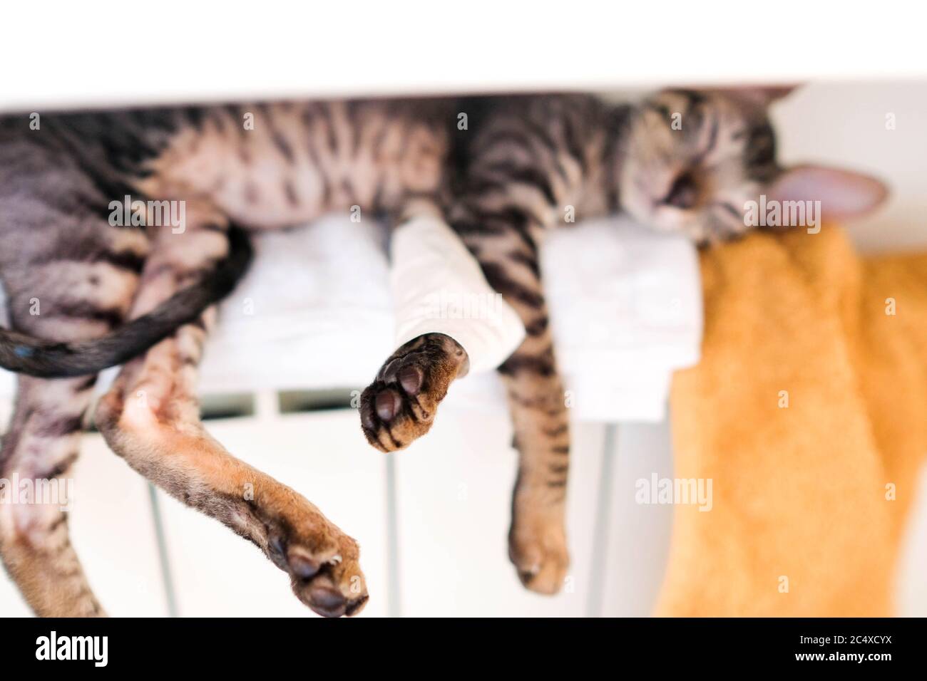 Zampa di gattino, all'interno di un catetere. L'animale domestico si trova sulla batteria. Sfondo sfocato. Foto Stock