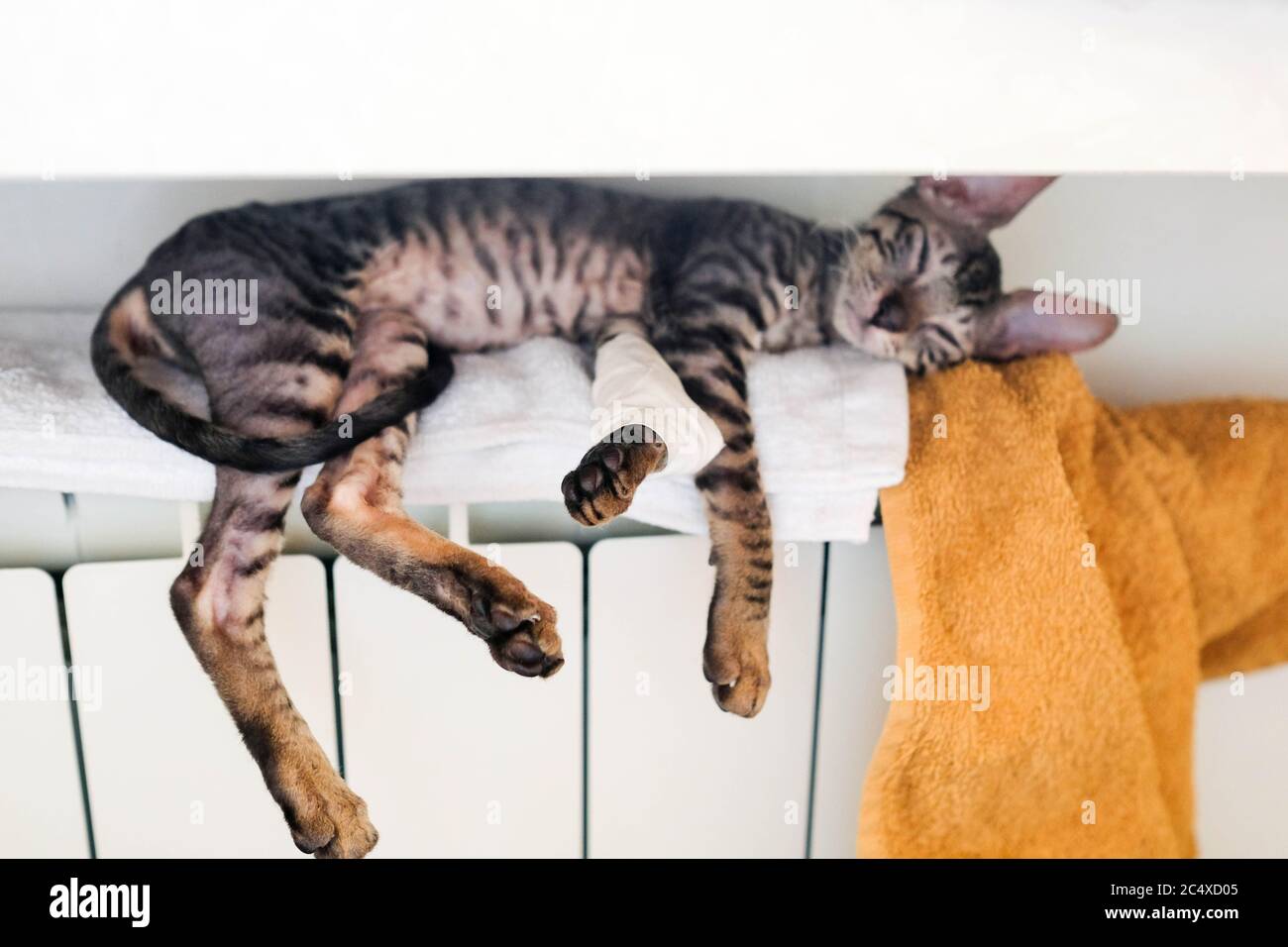 Il gattino si trova sulla batteria, una zampa con bendaggio è visibile. Sfondo sfocato. Foto Stock