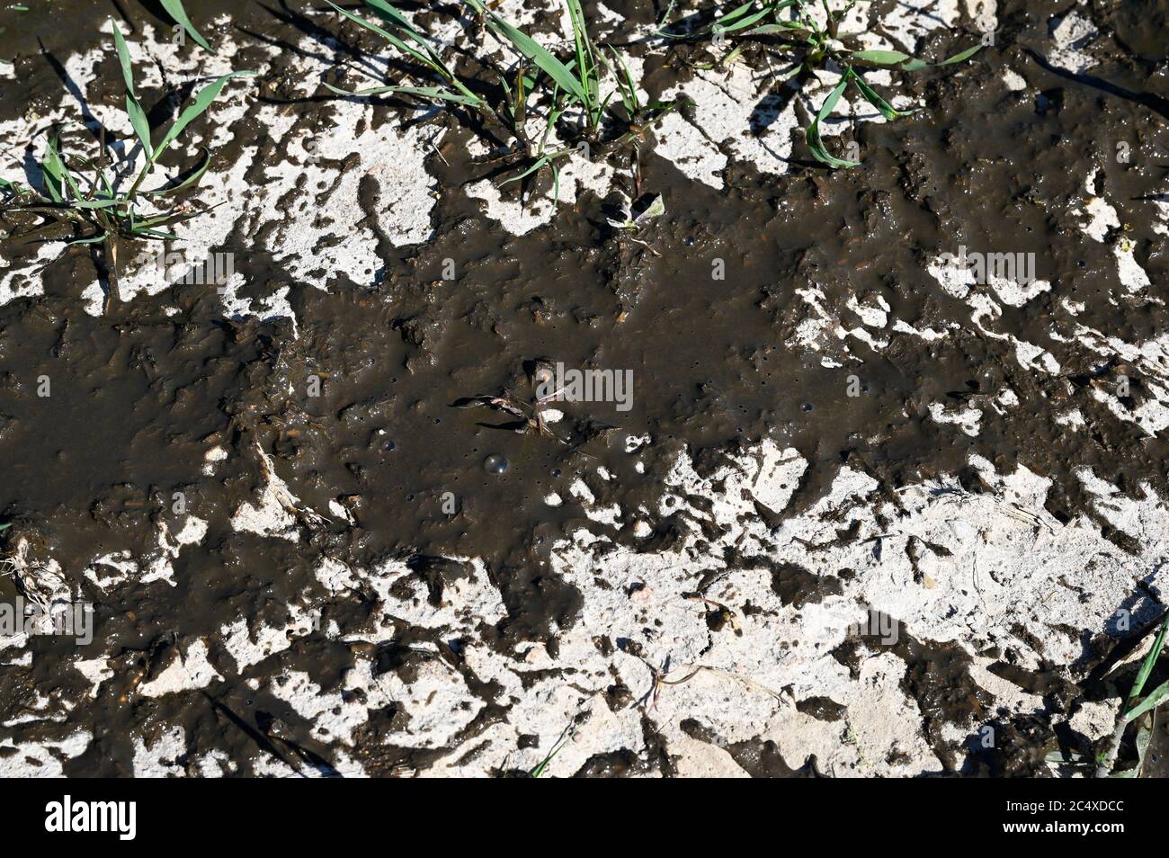 GERMANIA, la diffusione di slurry in campo di grano, slurry da stalle di bestiame aumentano il contenuto di nitrato in falda, suolo e piante di grano Foto Stock