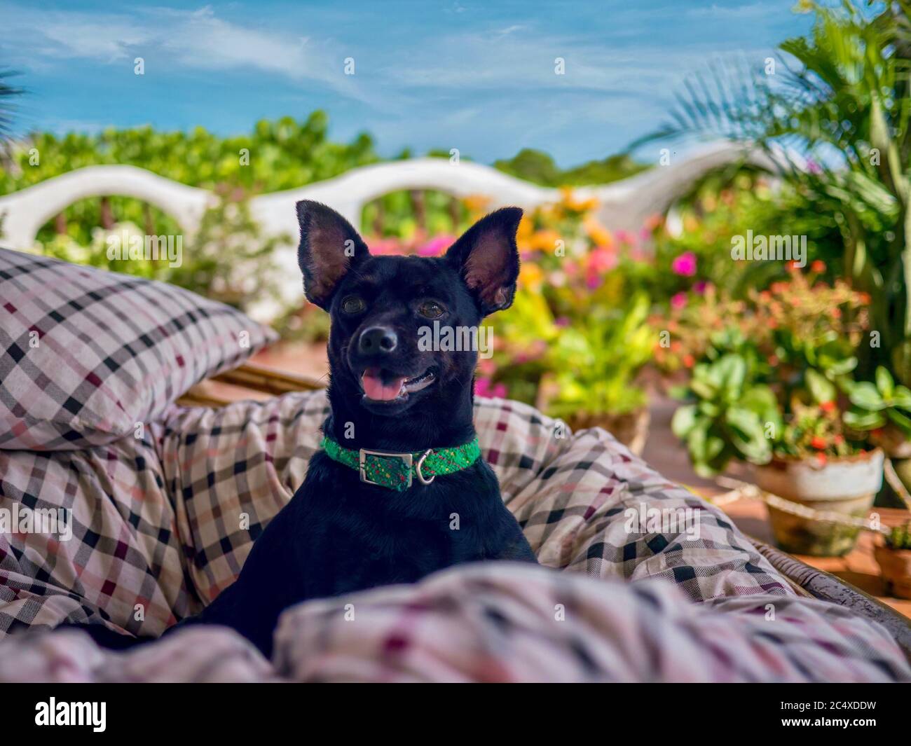 Un piccolo chihuahua nero felice sorridente mentre si siede in una sedia su un balcone tropicale. Foto Stock