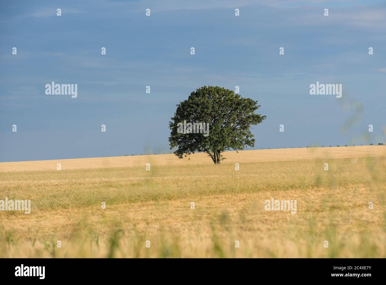 Einsamer Baum im Getreidefeld Foto Stock