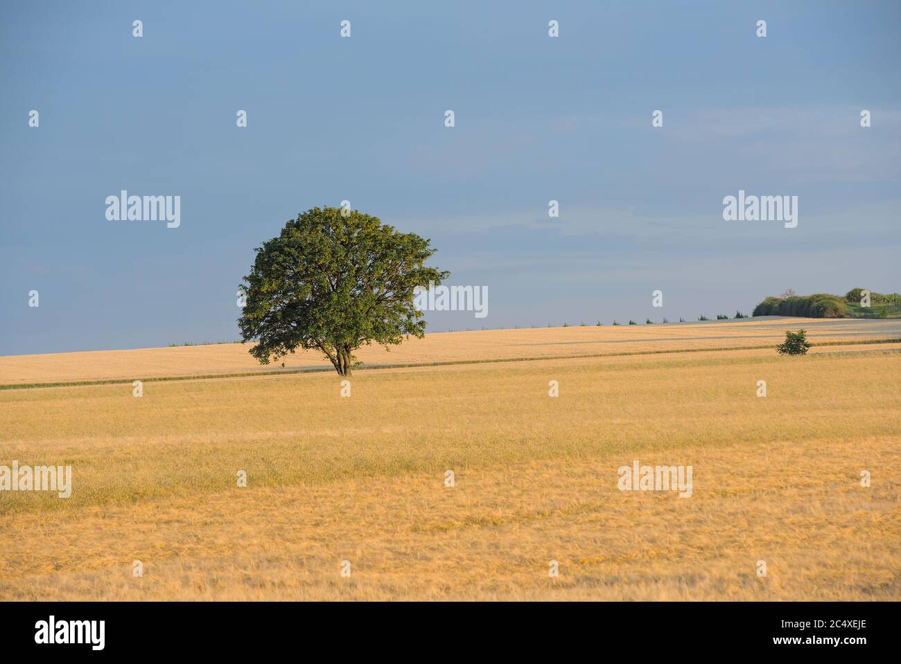 Einsamer Baum im Getreidefeld Foto Stock