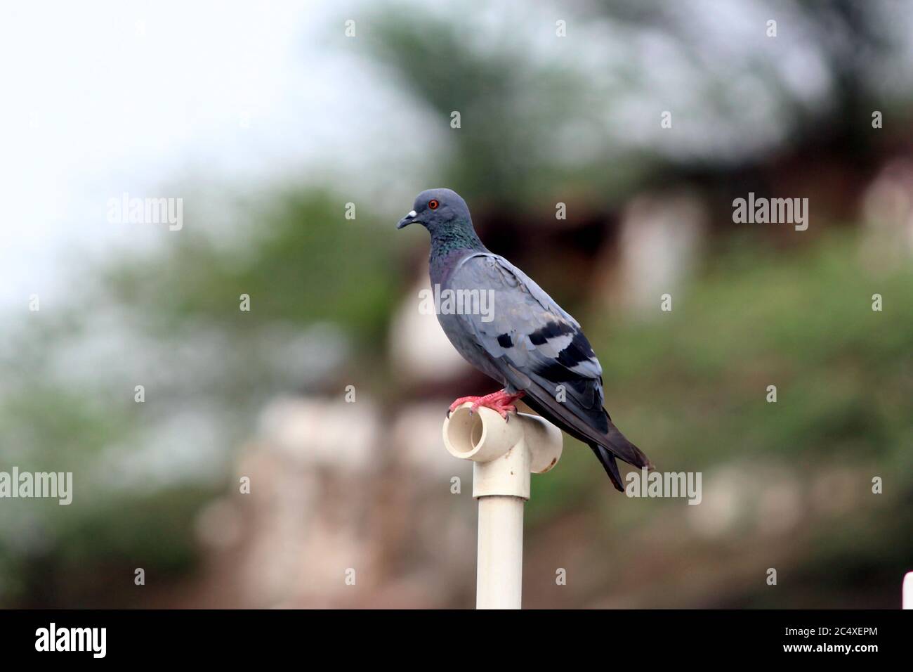 Pigeon su un terreno o marciapiede in una città. Pigeon in piedi. Colomba o piccione Foto Stock