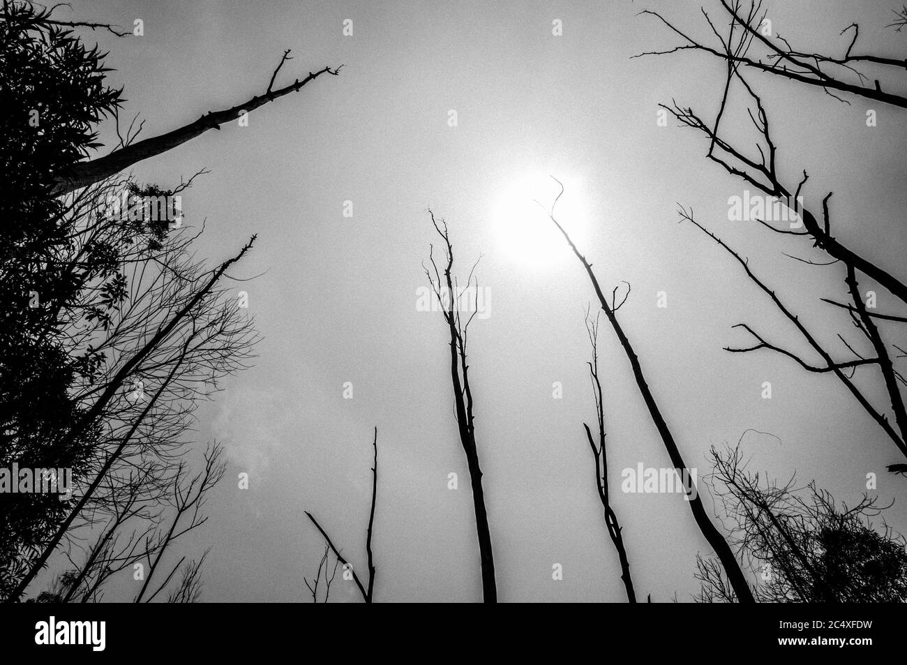 Silhouette ad albero vista dal basso Foto Stock