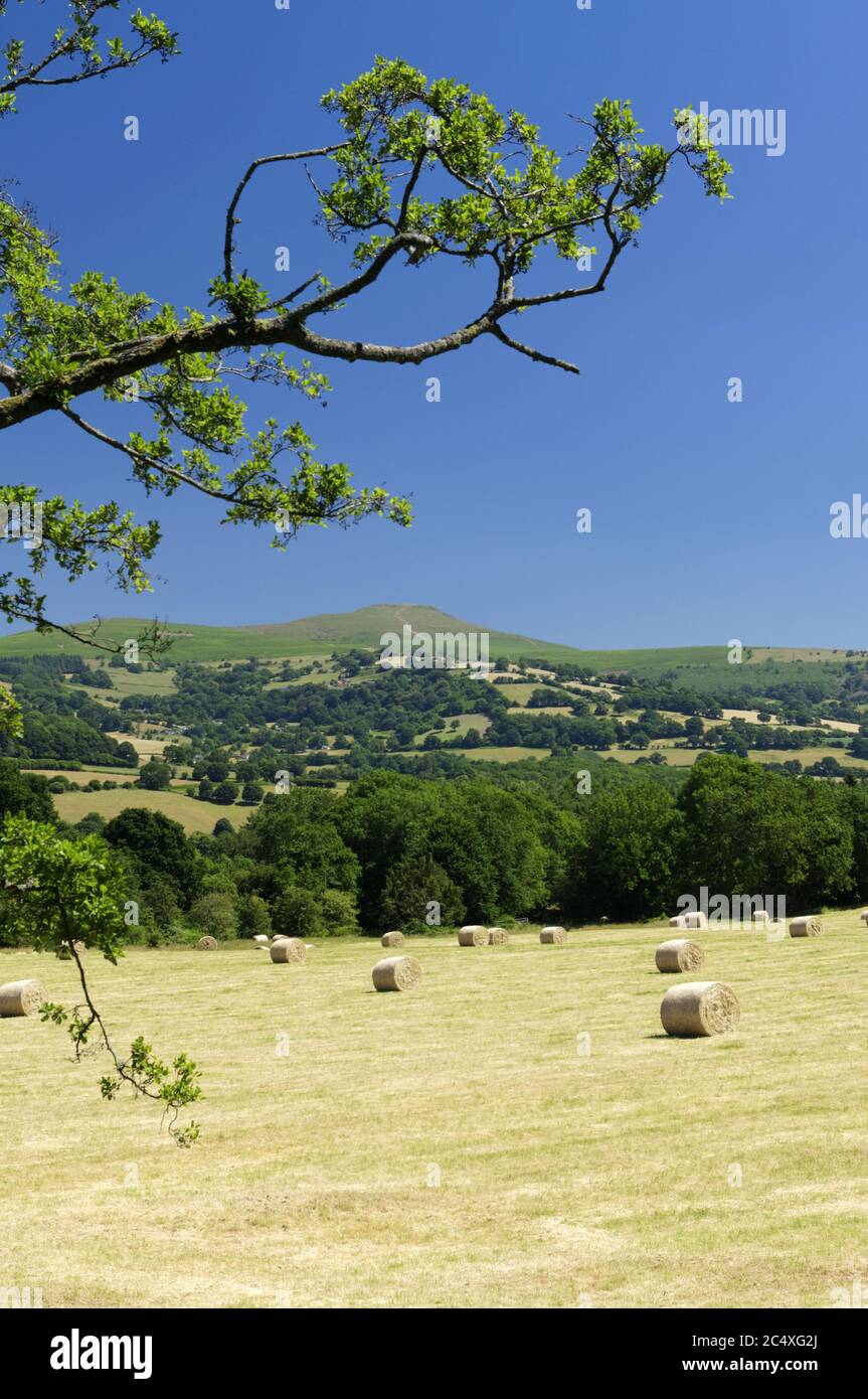 Vista su campi di fieno, Llangattock vicino a Abergavenny, Galles. Foto Stock