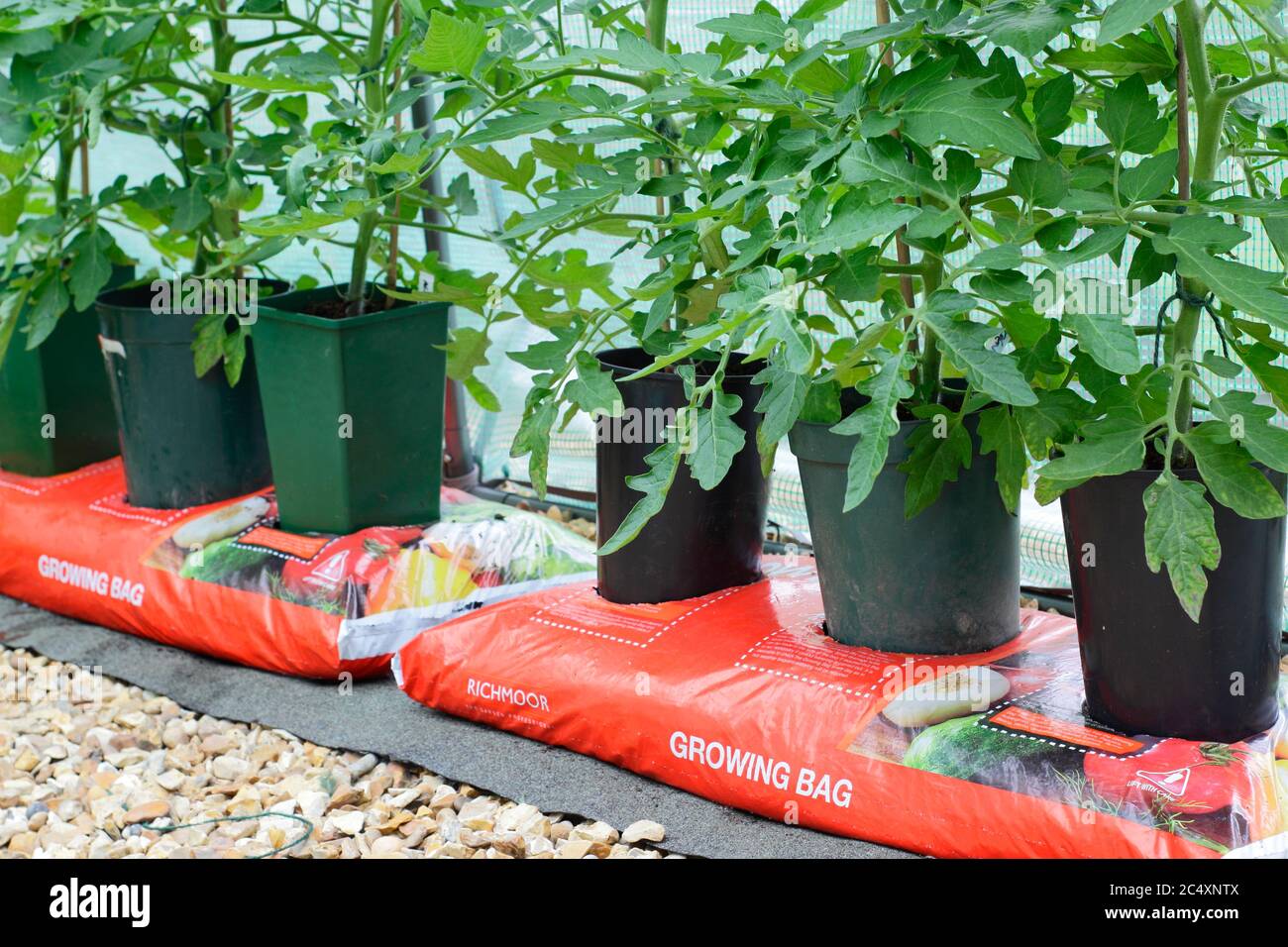 Solanum lycopersicum. Piante di pomodoro coltivate in casa che crescono in pentole senza fondo messe in una borsa di crescita per aumentare il volume di composto disponibile alla pianta. Foto Stock