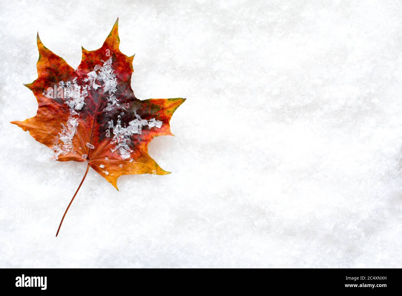 Foglia d'autunno vibrante che si posa nella neve composta con spazio copia lasciato sullo sfondo per il tuo messaggio Foto Stock