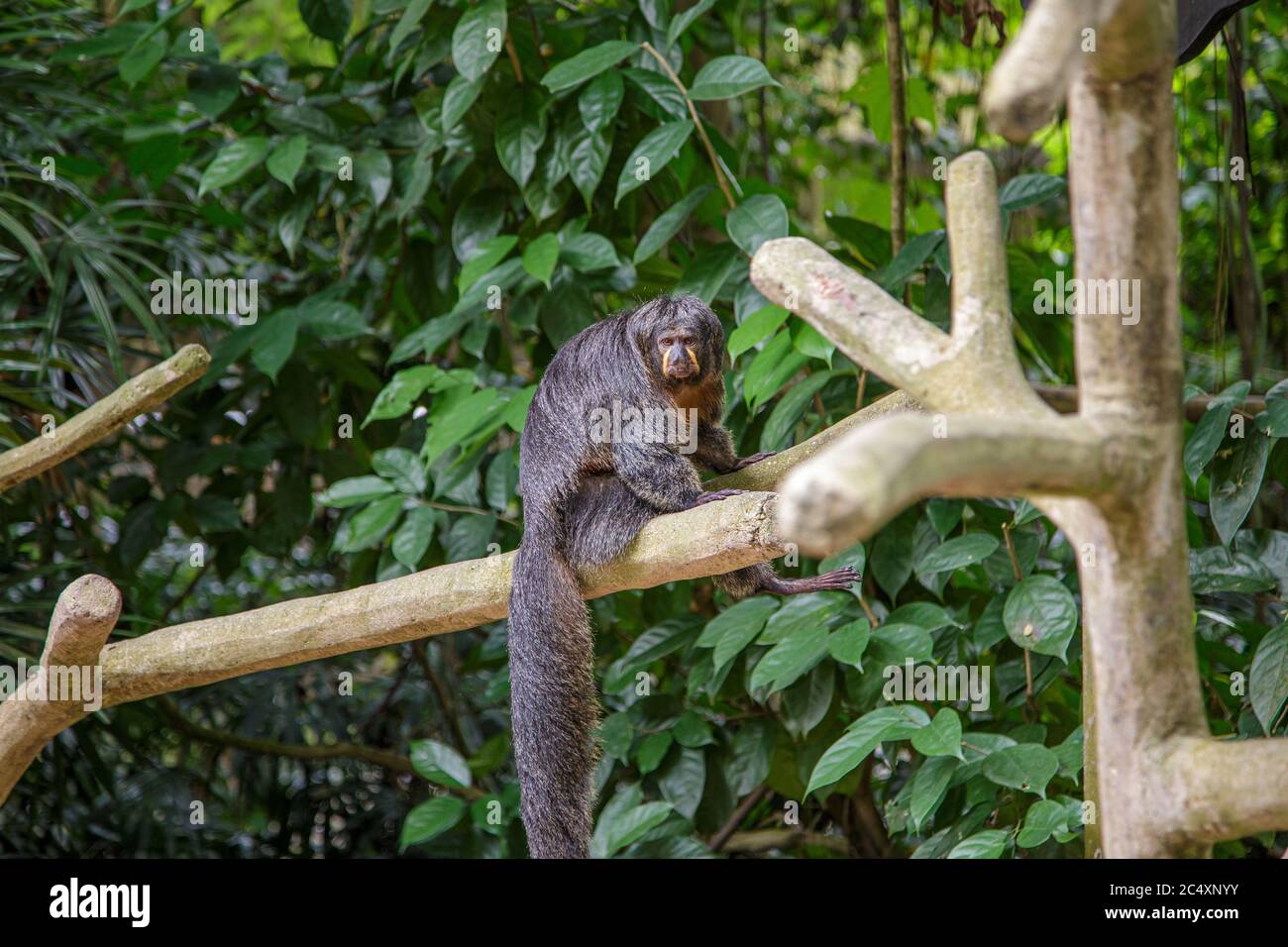 Scimmia ragno che si riposa su un ramo di albero. Concetto di cura degli animali, viaggio e osservazione della fauna selvatica. Concetto di vita selvaggia urbana. Foto Stock