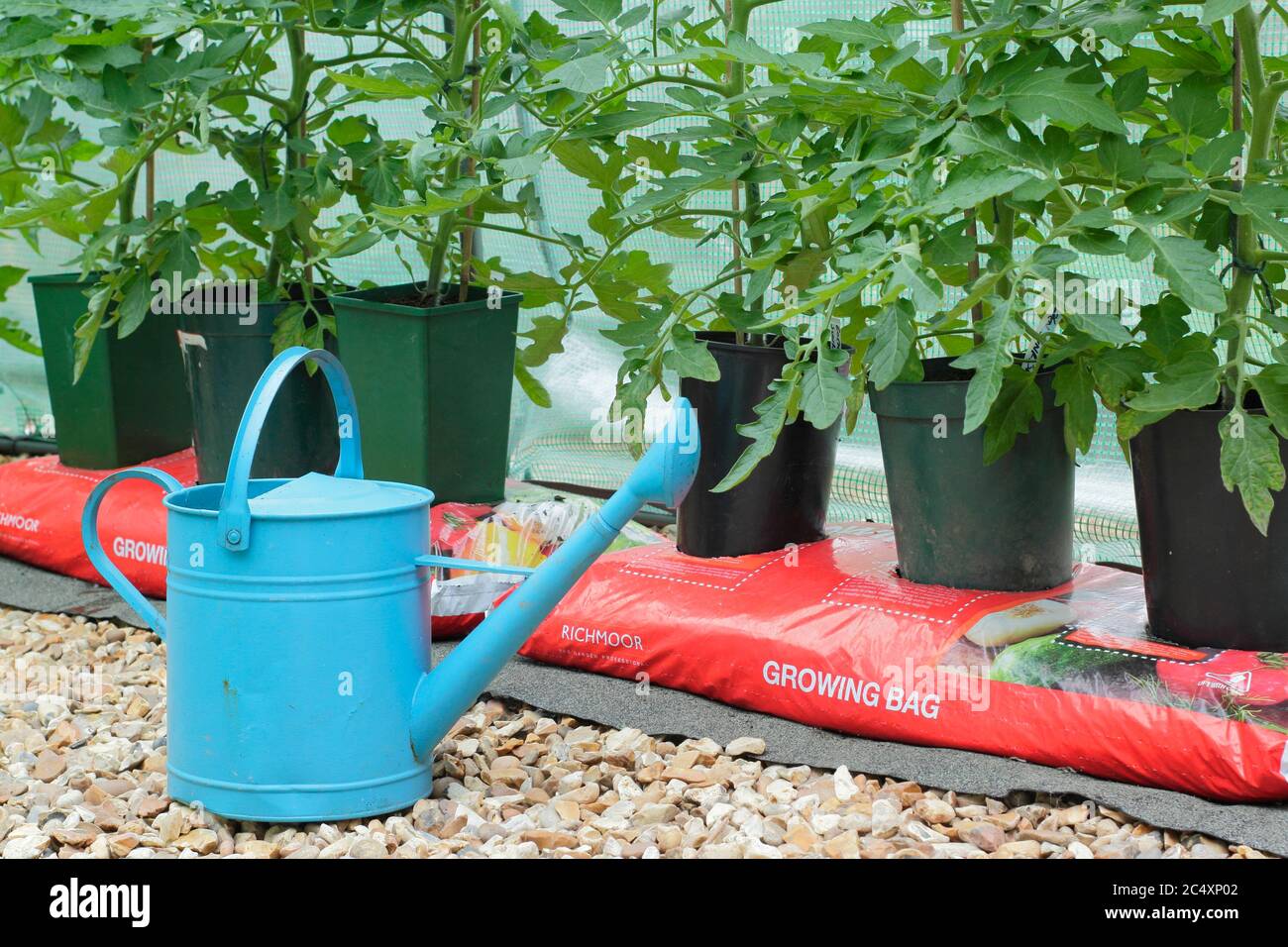 Solanum lycopersicum. Piante di pomodoro coltivate in casa che crescono in pentole senza fondo messe in una borsa di crescita per aumentare il volume di composto disponibile alla pianta. Foto Stock