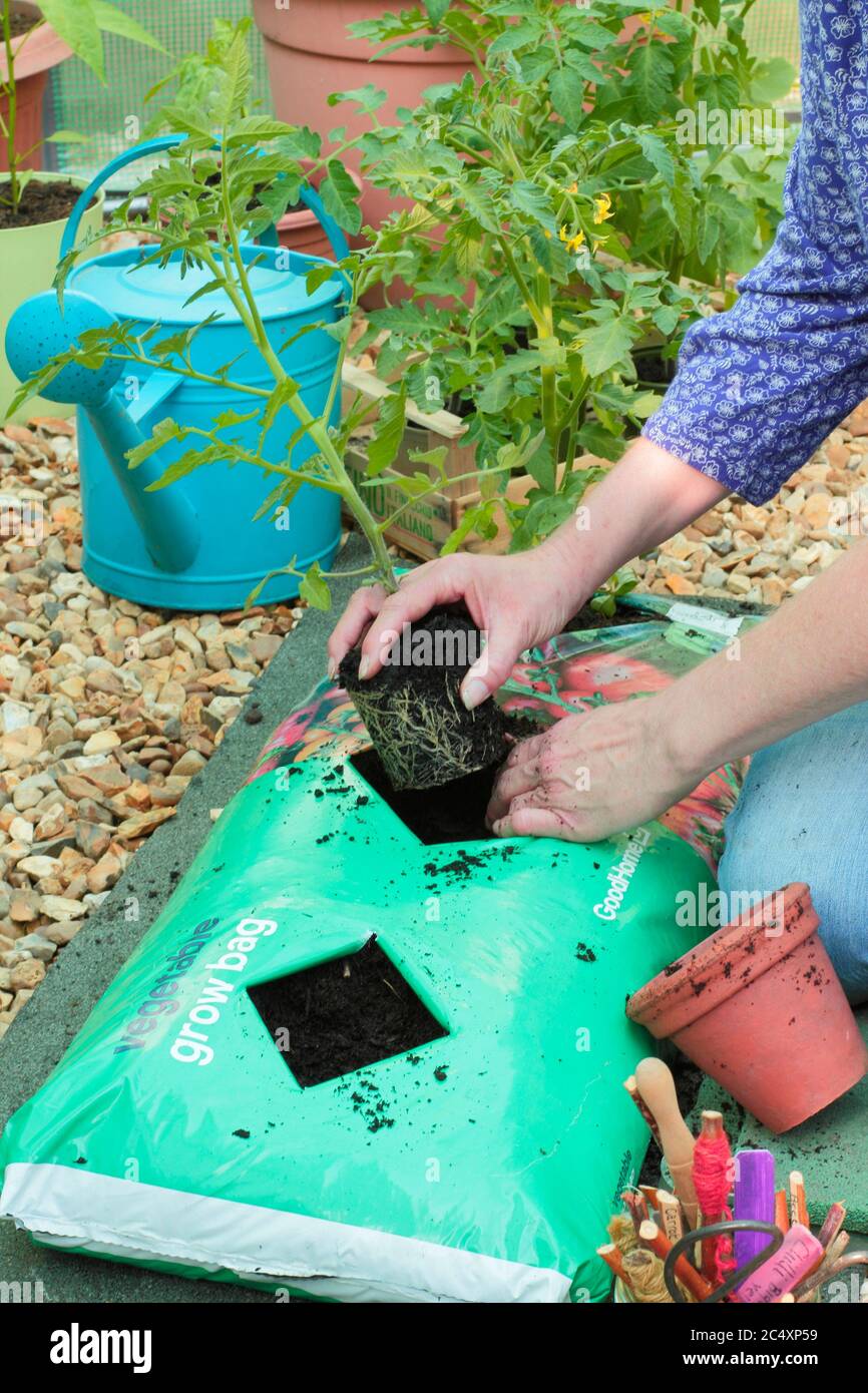 Solanum lycopersicum. Piantando piante di pomodoro in un sacchetto crescente in una serra. REGNO UNITO Foto Stock