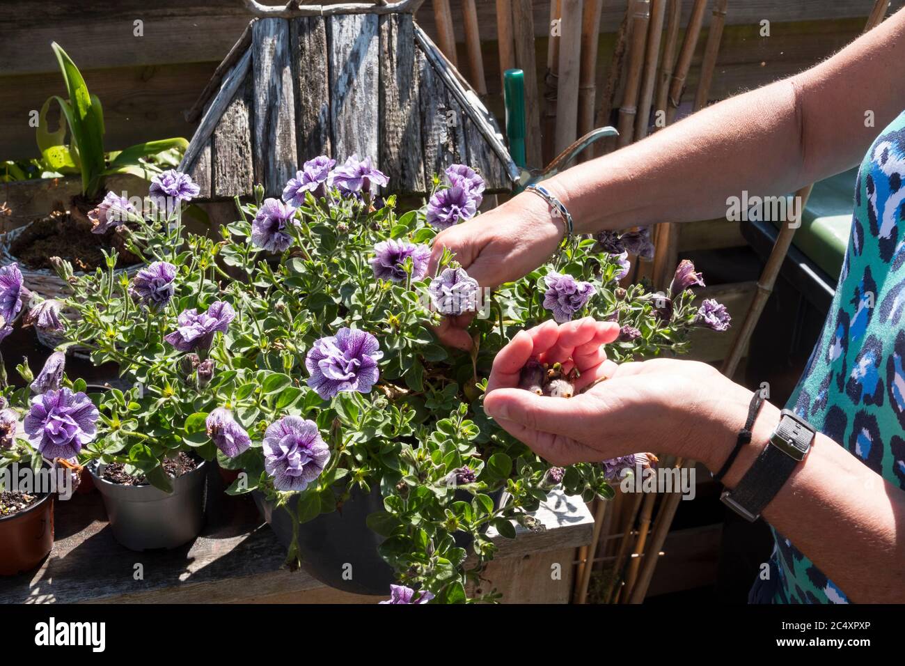 Petunia trailing, donna morta di testa raccogliendo fiori morti con le mani in un giardino inglese pieno di fiori Foto Stock