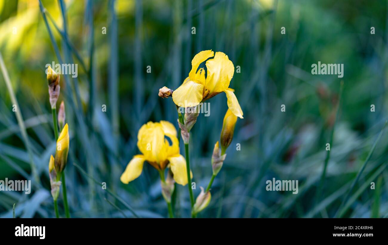 Primo piano di tulipani gialli chiusi sullo sfondo di foglie verdi. Bellissimi fiori che ondeggiano nel vento. Concetto di natura sfondo. Foto Stock