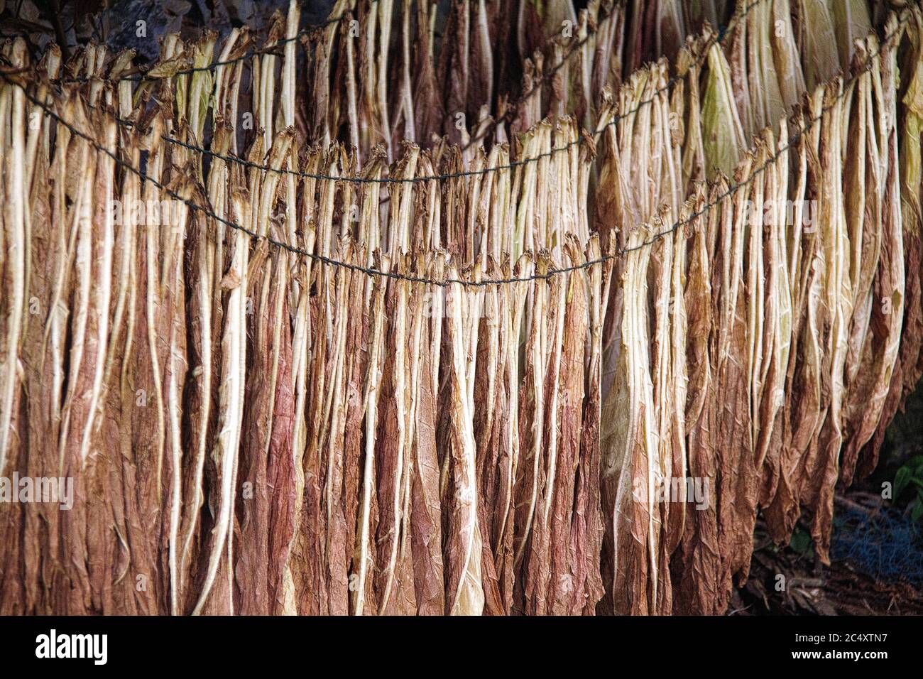 Corde di foglie di tabacco essiccato pendono in un fienile in una fattoria nella Cina rurale. Foto Stock