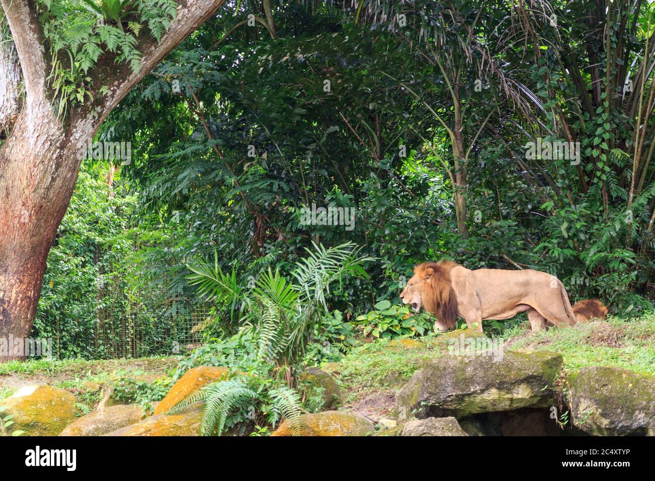 Singapore - CIRCA 2018: Grande leone maschio nervosamente a piedi intorno in recinto di Singapore concetto di zoo di cura degli animali, viaggi e osservazione della fauna selvatica. Foto Stock
