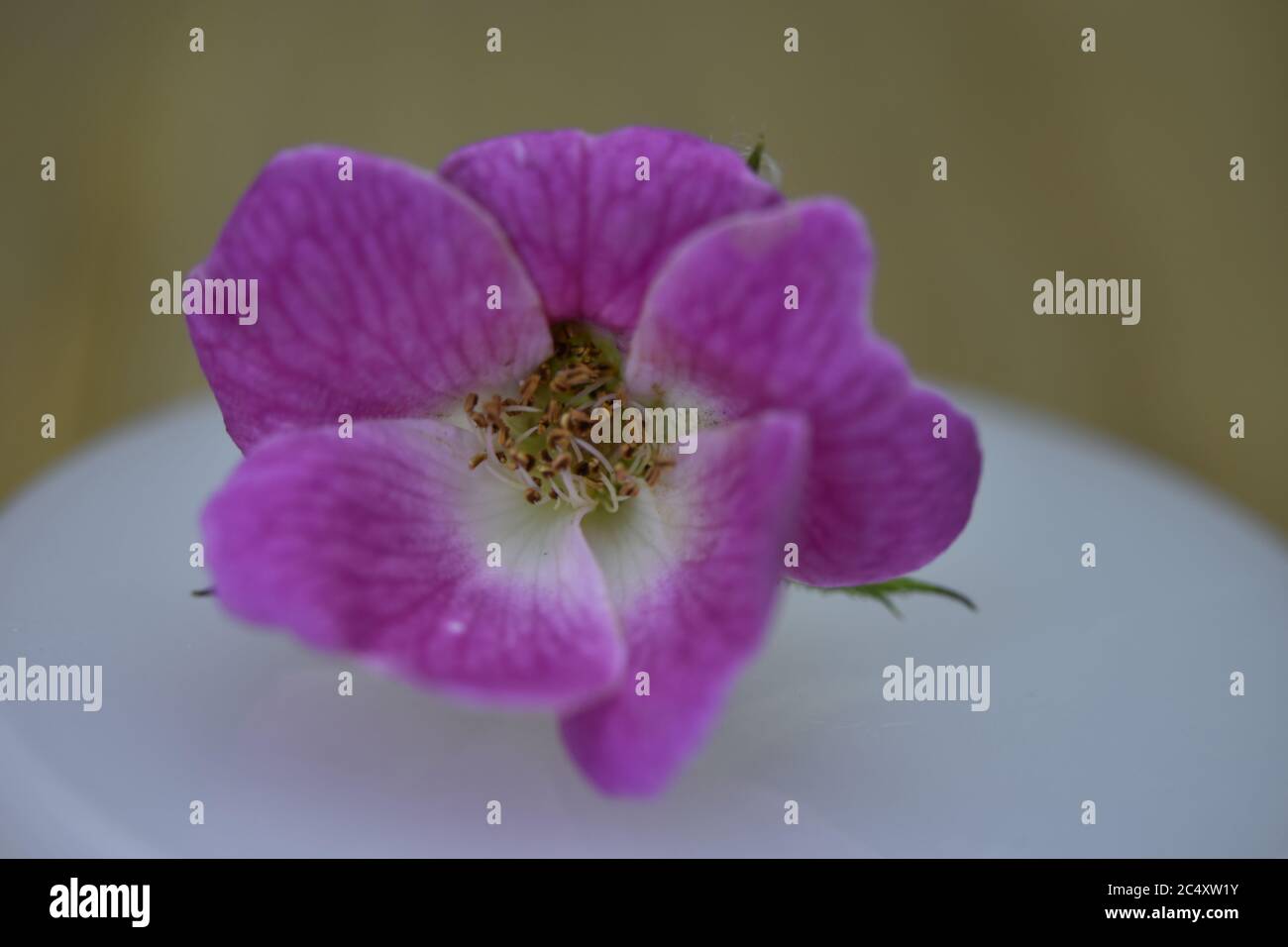 Una fotografia in primo piano di una rosa rosa in miniatura. Foto Stock