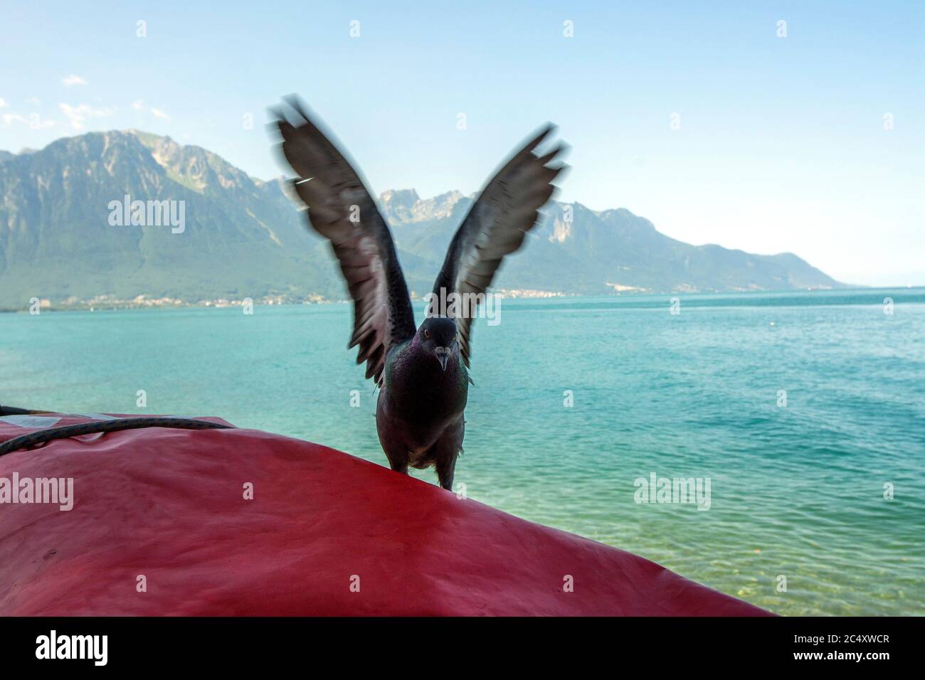 Pigeon sulle rive del Lago di Ginevra e vista sulle Alpi francesi. Montreux. Svizzera Foto Stock