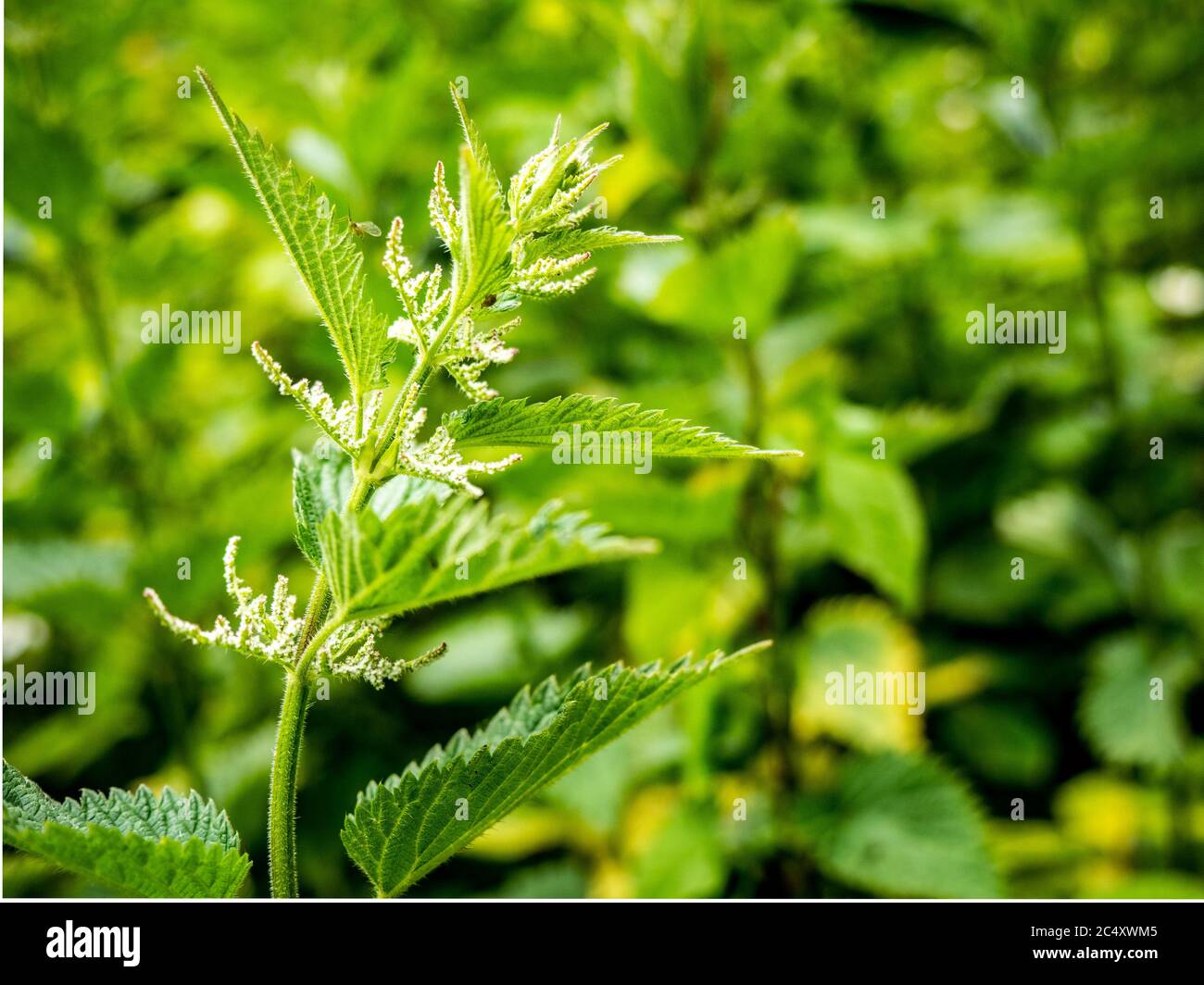 Ortica comune. Dettaglio stretto sulle foglie e semi di un ortica comune con erbacce di fondo che cadono in sfocatura. Foto Stock
