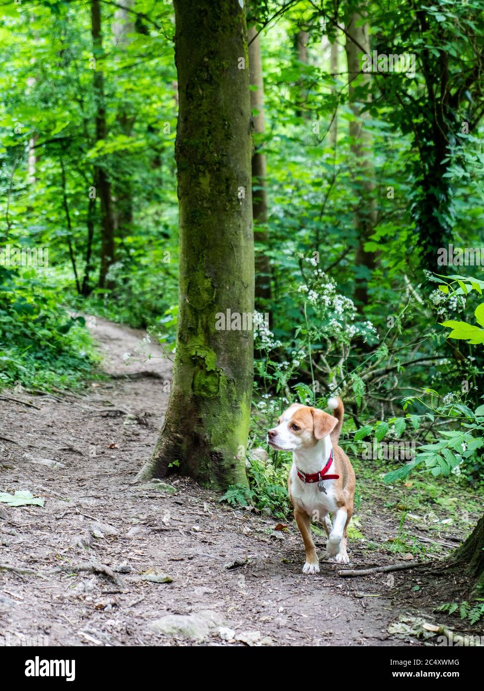 Cane che cammina su un sentiero boscoso. Un giovane cane attento che si gode una passeggiata lungo un sentiero in un tipico legno inglese. Foto Stock