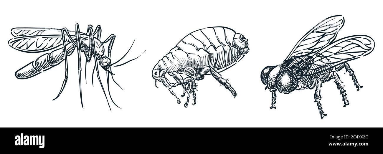 Icone di parassiti di insetto che succhiano sangue. Illustrazione di bug pericolosi dello schizzo disegnato a mano da un vettore. Zanzara, camicetta, pulci e mosca, isolato su sfondo bianco Illustrazione Vettoriale