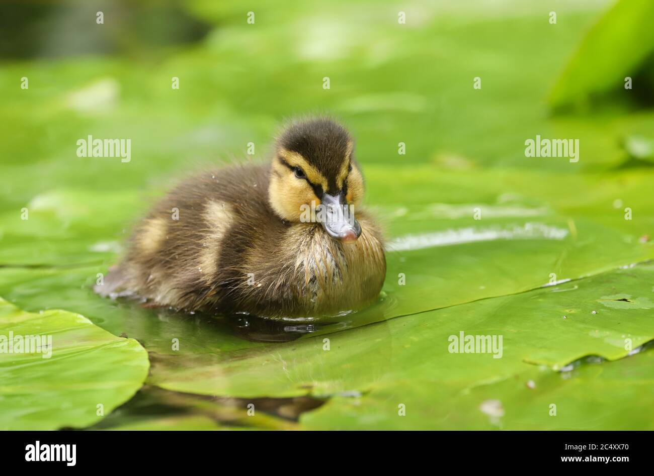 Carino e soffice anatroccolo di Mallard (Anas platyrhynchos) su uno stagno nel Regno Unito Foto Stock