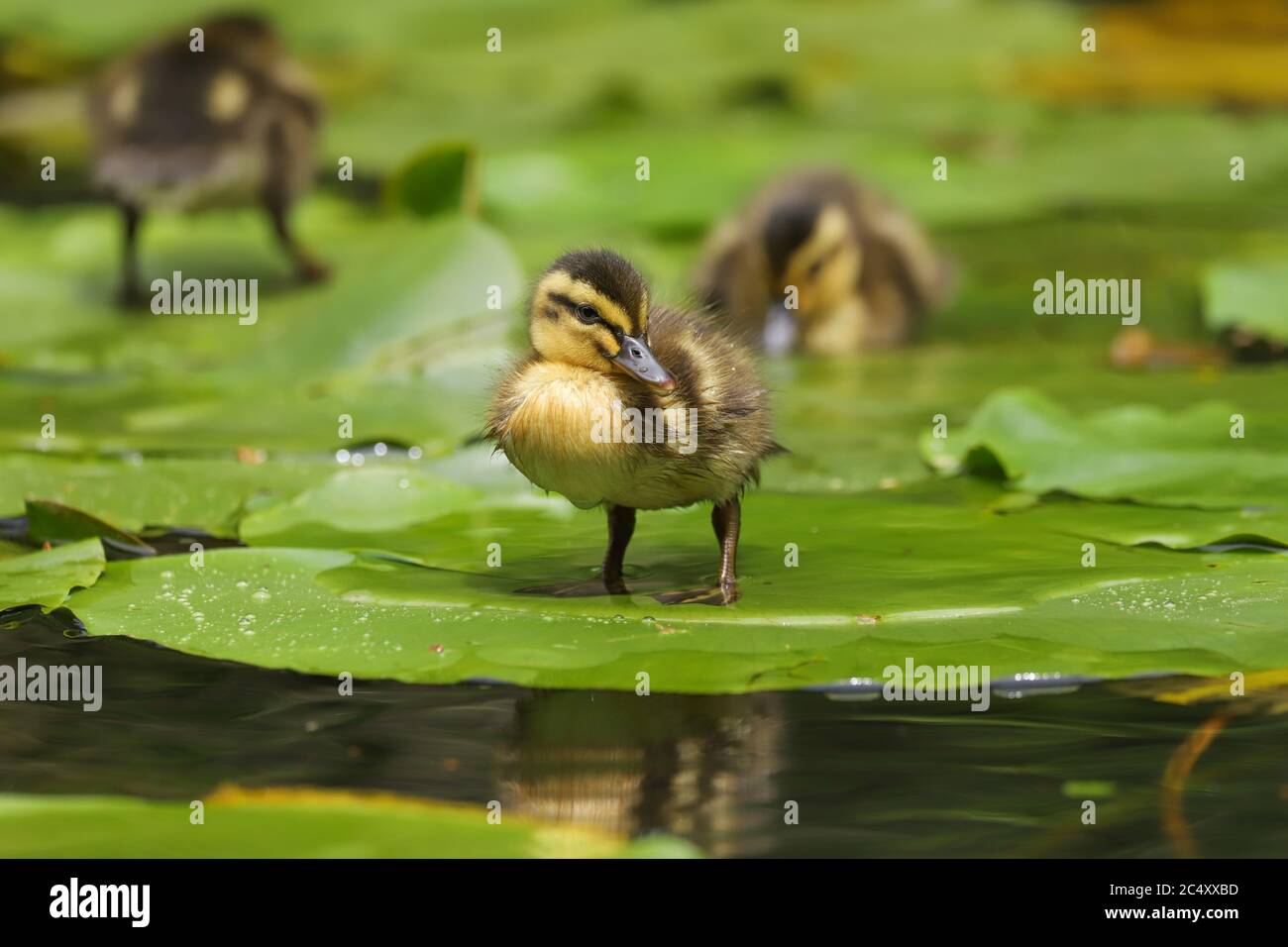 Carino e soffice anatroccolo di Mallard (Anas platyrhynchos) su uno stagno nel Regno Unito Foto Stock