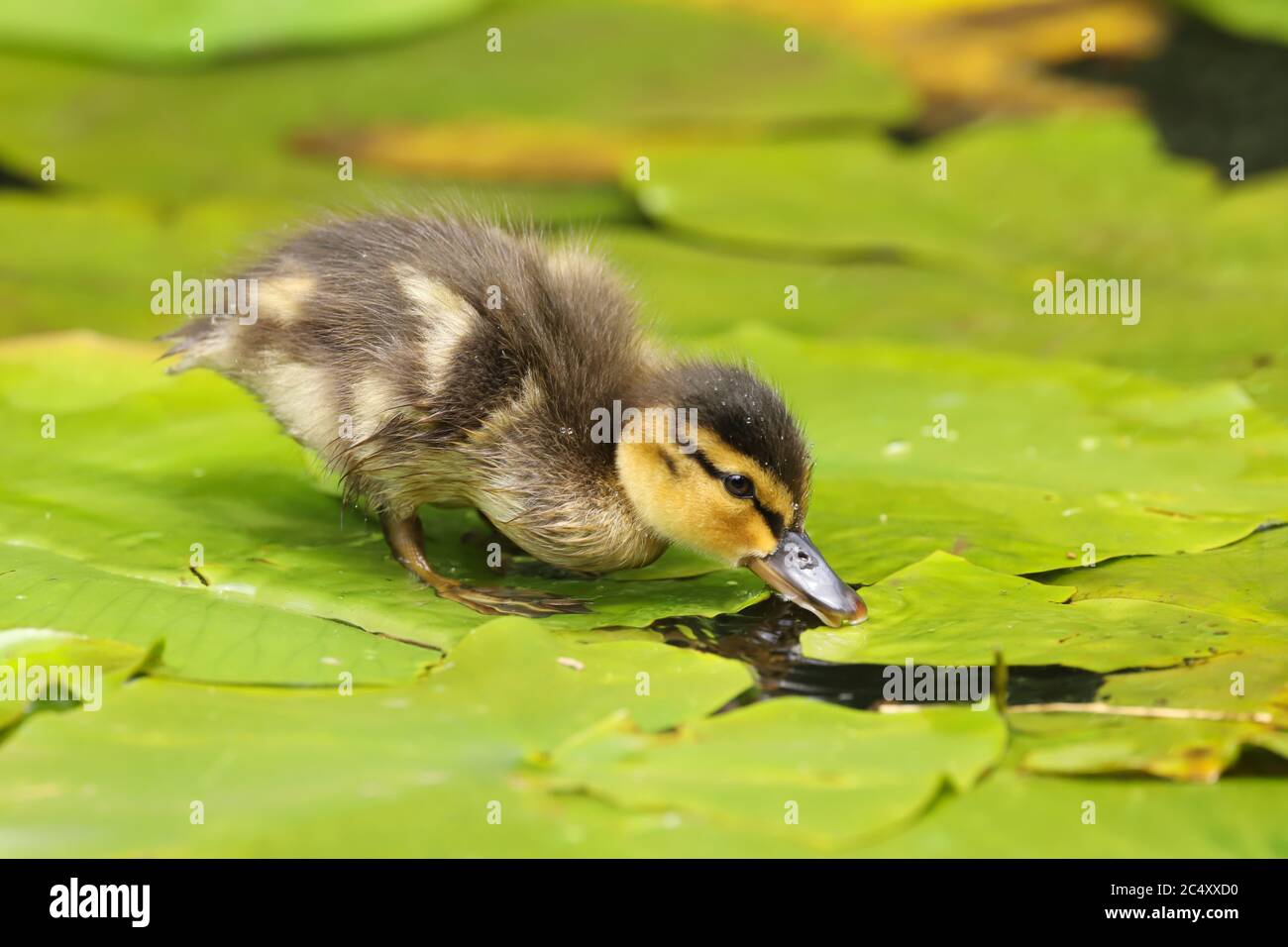 Carino e soffice anatroccolo di Mallard (Anas platyrhynchos) su uno stagno nel Regno Unito Foto Stock