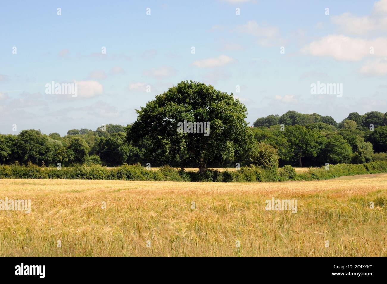 Un campo nella zona di Wealden del Sussex orientale vicino al villaggio di Chiddingly. Il paesaggio qui è più morbido dell'High Weald a nord. Foto Stock