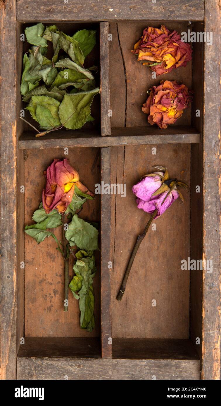 Rosa sbiadita in una scatola di legno Foto Stock