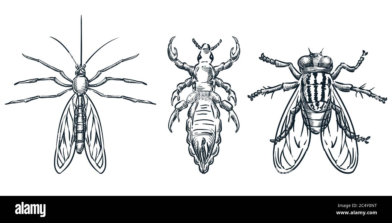 Icone di parassiti di insetto che succhiano sangue. Illustrazione dello schizzo disegnata a mano dal vettore. Bug vista dall'alto. Zanzara, camicetta, pulci e mosca, isolato su sfondo bianco Illustrazione Vettoriale