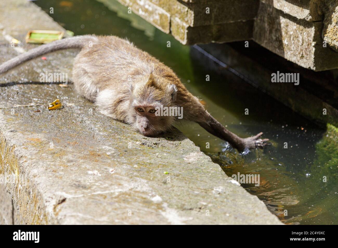 Monkey cercando di raffreddare e bere acqua da una fontana. Concetto di cura degli animali, viaggio e osservazione della fauna selvatica. Foto Stock