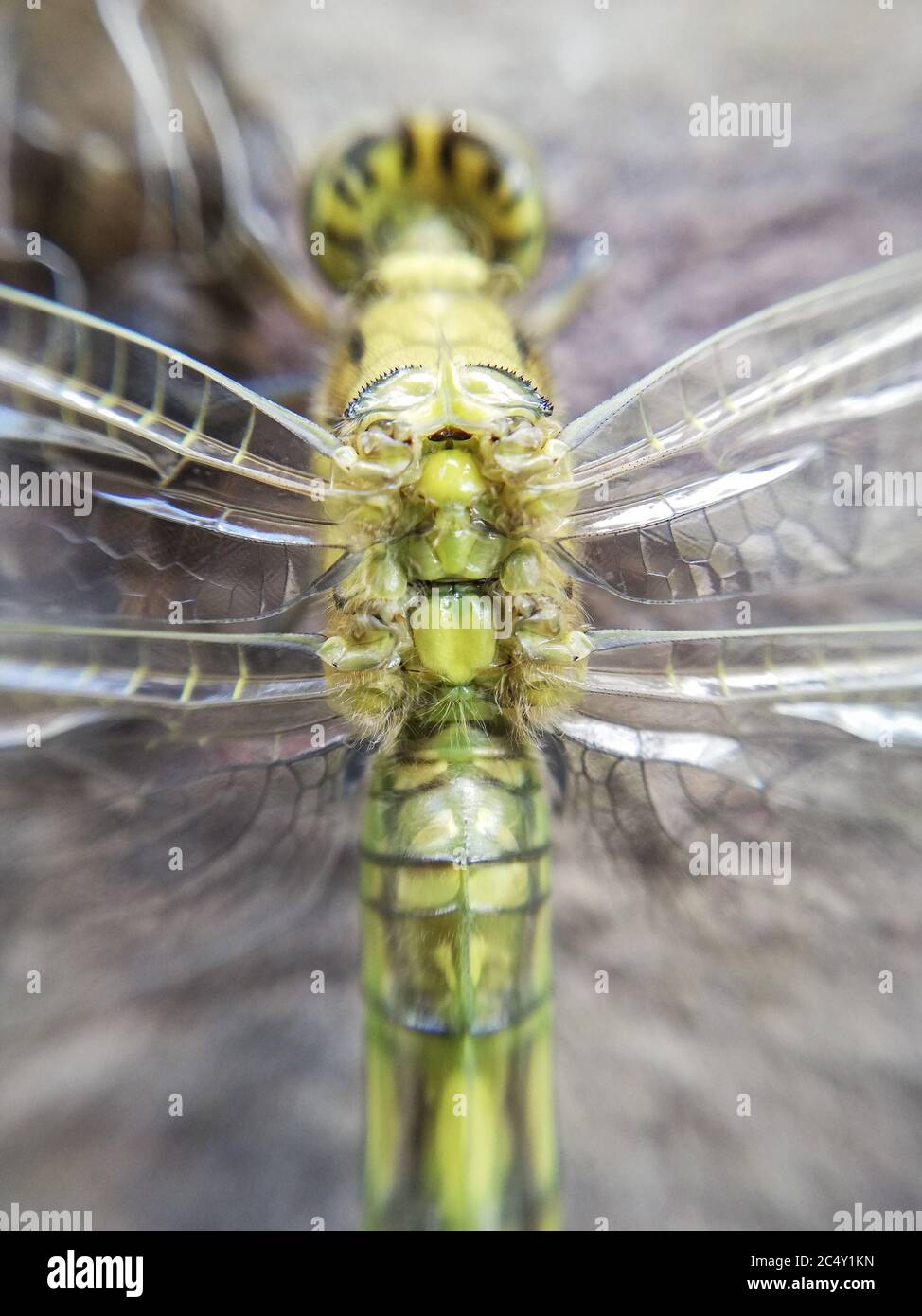 insetto in primo piano. Dragonfly in macro Foto Stock