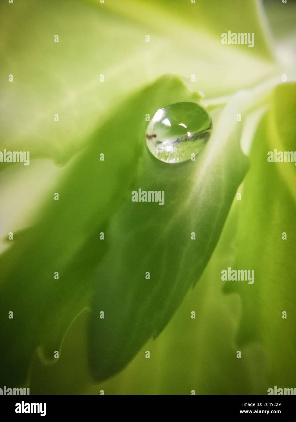 una goccia d'acqua su una foglia verde. Fotografia macro Foto Stock