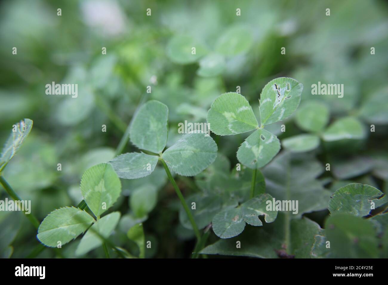 Repens di Trifolium fresco, shamrock verde, il trifoglio bianco, trifoglio olandese, trifoglio ladino o Ladino. Foto Stock