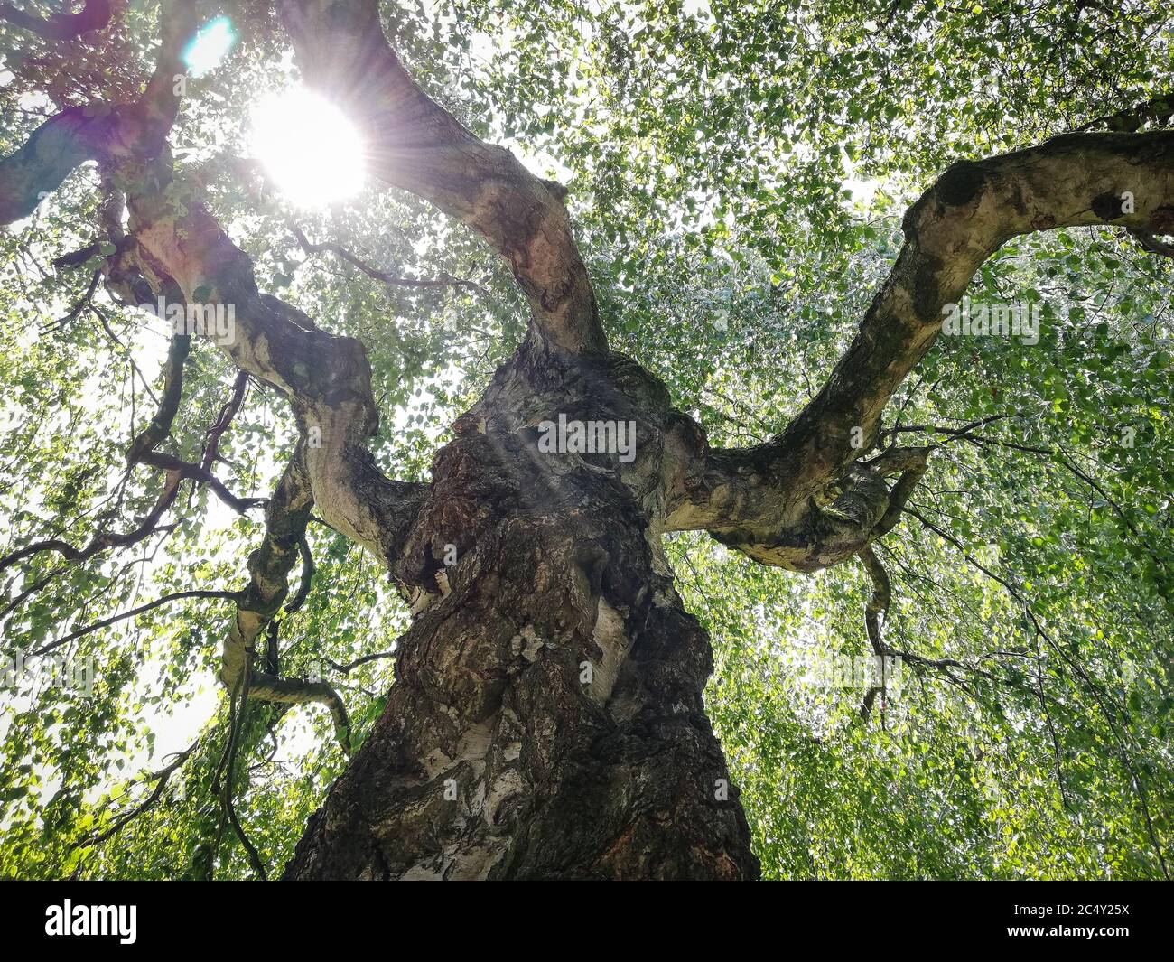 sotto un enorme vecchio salice. Foglie. Foto Stock