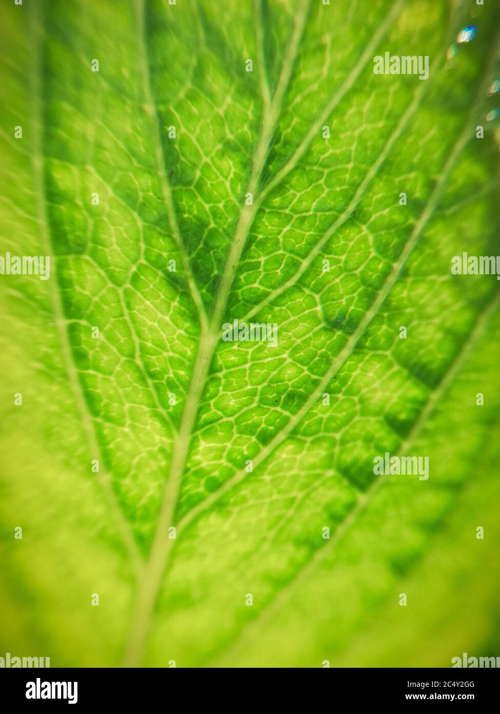 foglia venosa in primo piano. Fotografia macro Foto Stock