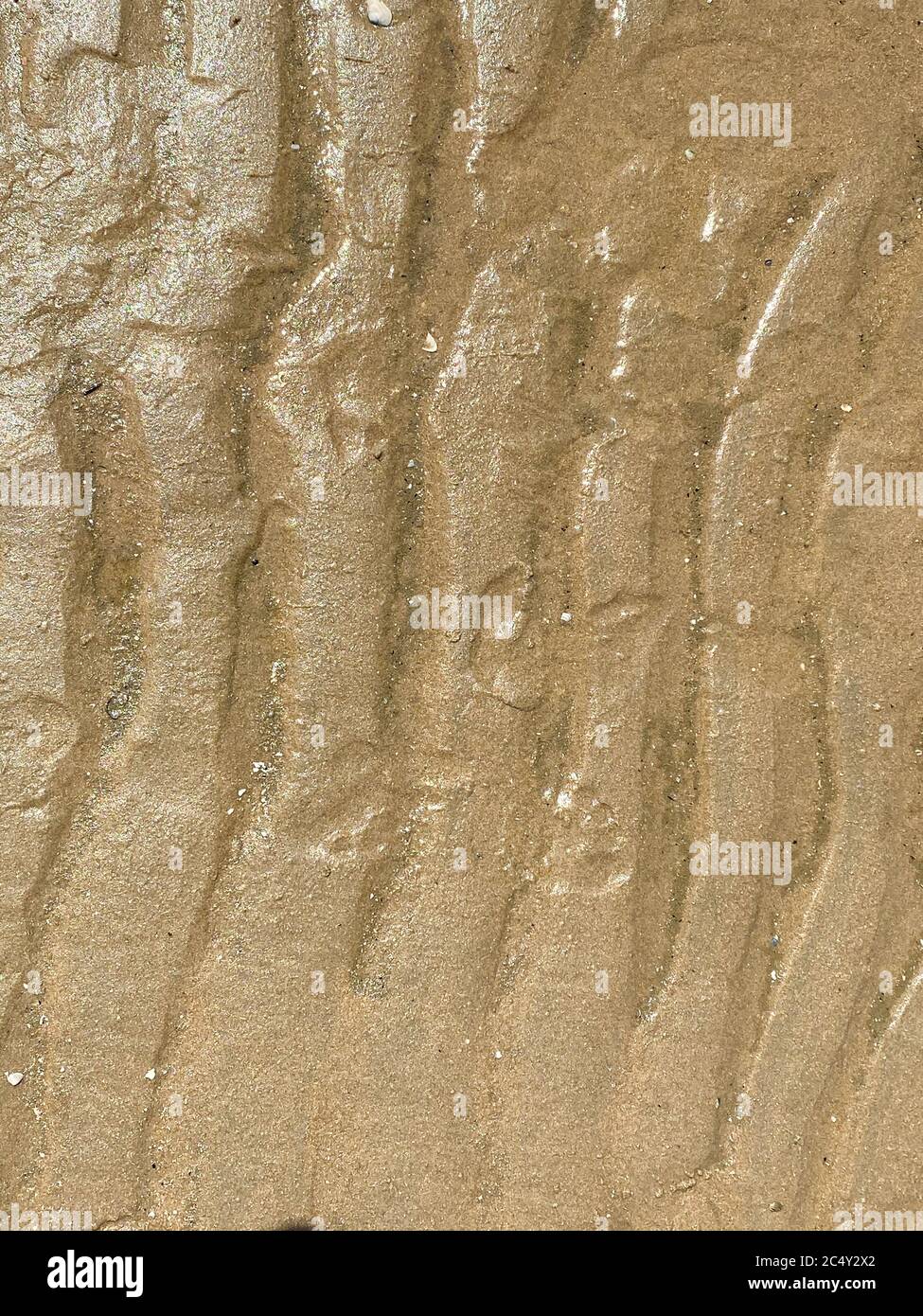 Primo piano di fanghi di sabbia marrone isolati con gocciolamenti d'acqua durante la bassa marea - Paesi Bassi Foto Stock