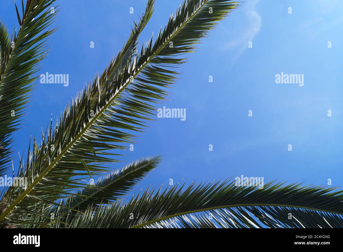 Palm tree blu cielo sfondo Foto Stock